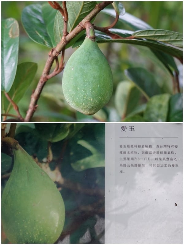 愛玉-金雙甡花卉農場.jpg