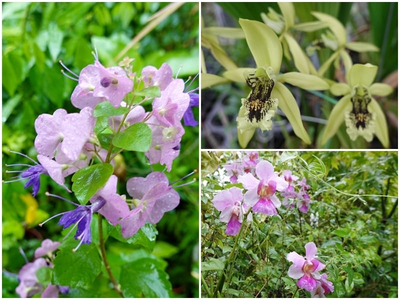 賞花-金雙甡花卉農場.jpg
