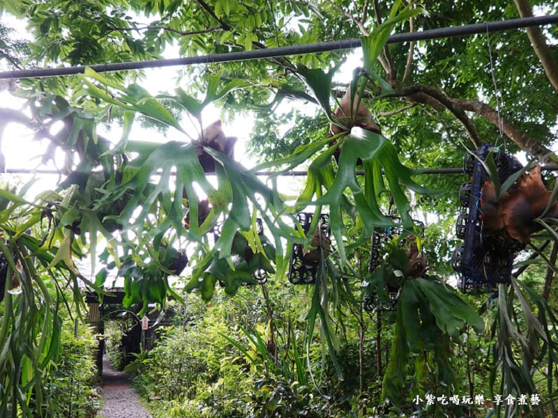 鹿角蕨區-金雙甡花卉農場 (2).jpg
