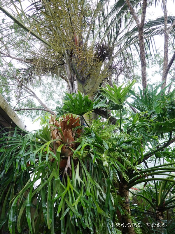 三角椰子樹與鹿角蕨 -金雙甡花卉農場.jpg