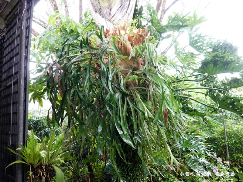 冰棒販賣部外面-超大鹿角蕨-金雙甡花卉農場.jpg