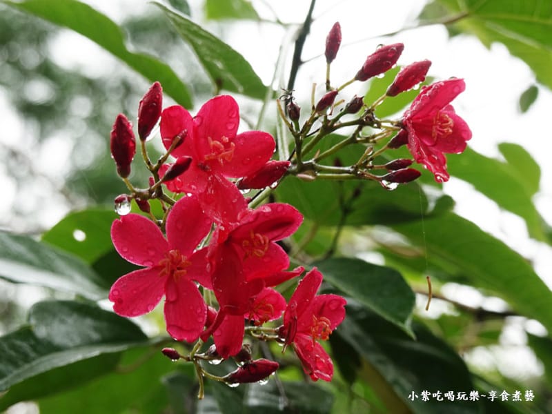 紅色花朵-金雙甡花卉農場.jpg