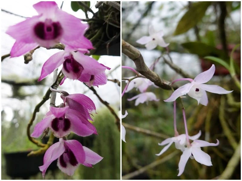 不知名蘭花-金雙甡花卉農場.jpg