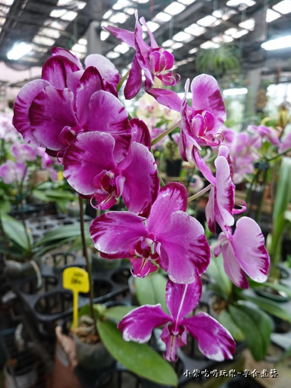 販賣部蘭花盆栽-金雙甡花卉農場 (2).jpg