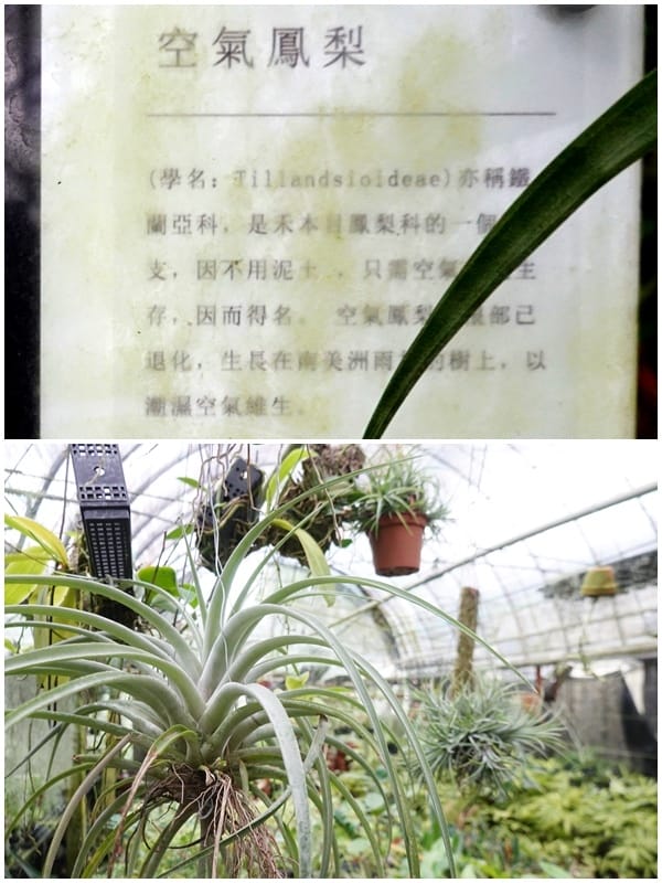 空氣鳳梨-金雙甡花卉農場.JPG