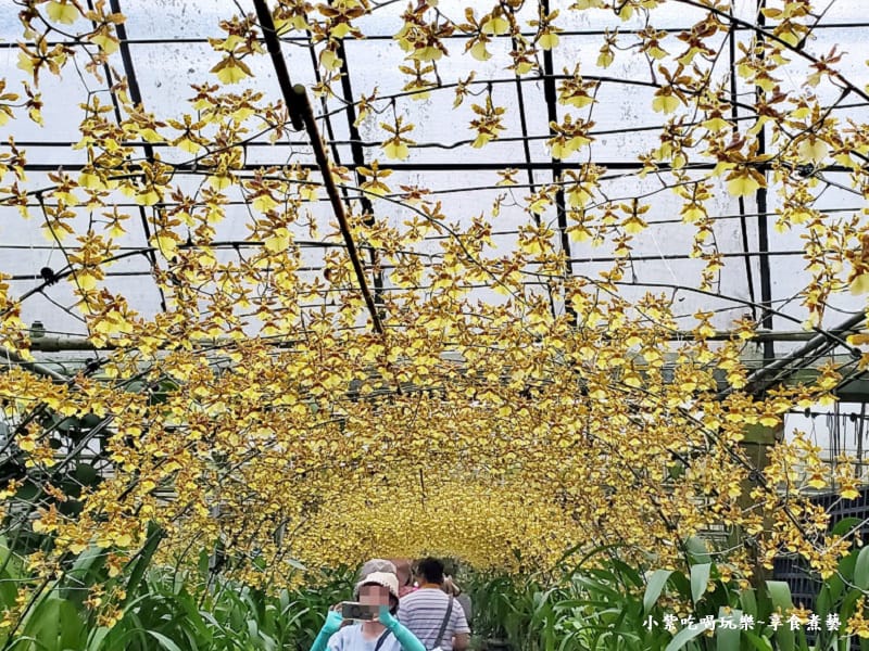 文心蘭黃金隧道-金雙甡花卉農場 (6).jpg