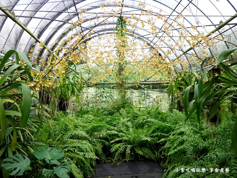 小區-文心蘭蕨類拍照區-金雙甡花卉農場 (1).jpg