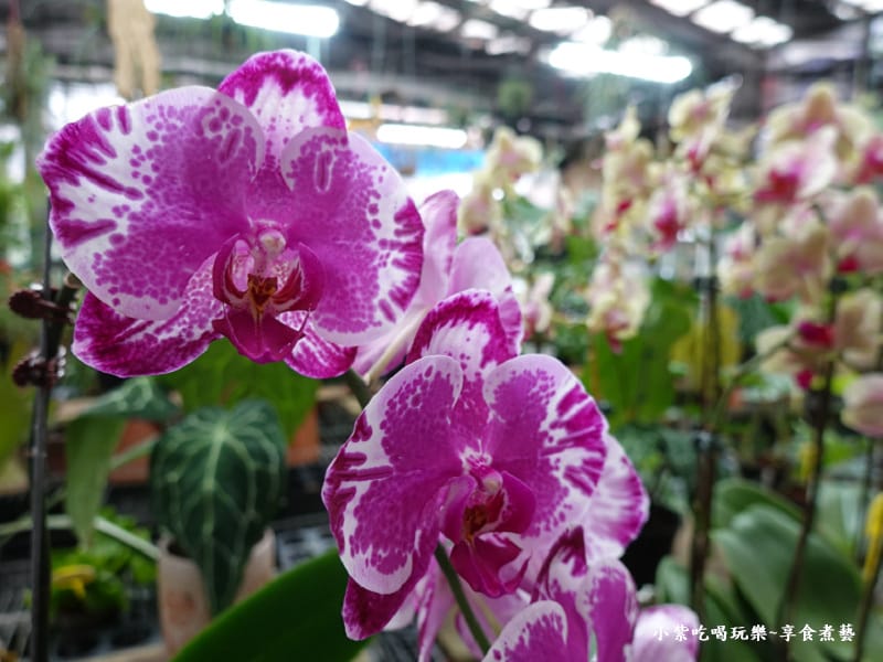 販賣部蘭花盆栽-金雙甡花卉農場 (1).jpg