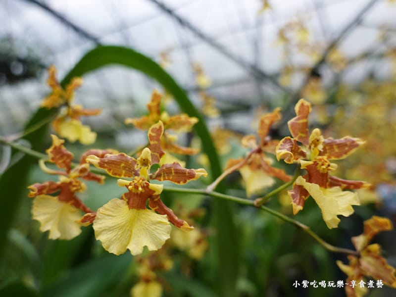 文心蘭黃金隧道-金雙甡花卉農場 (2).jpg