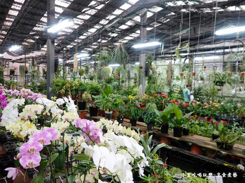花卉販售區-金雙甡花卉農場 (2).jpg
