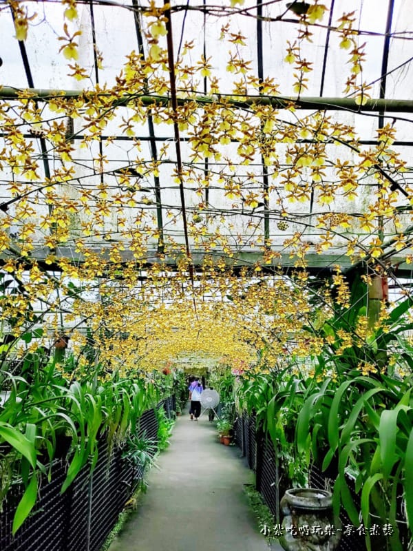 文心蘭黃金隧道-金雙甡花卉農場 (5).jpg