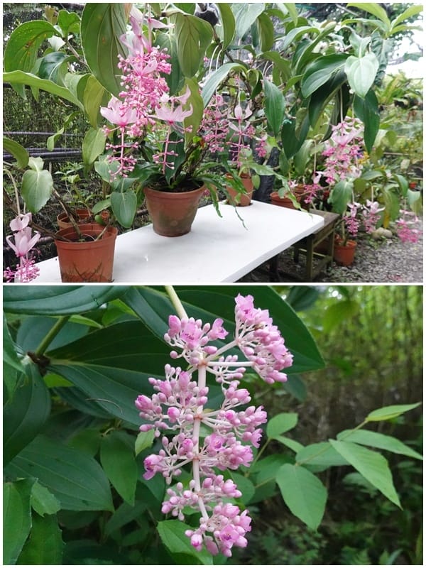 寶蓮花-金雙甡花卉農場.jpg