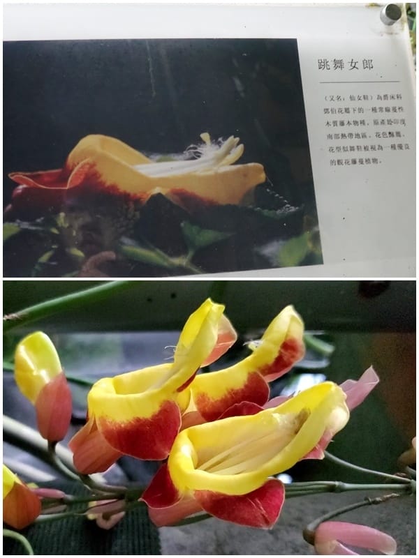 跳舞女郎-金雙甡花卉農場.jpg