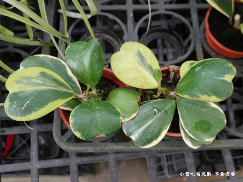心葉毯蘭錦-金雙甡花卉農場.jpg