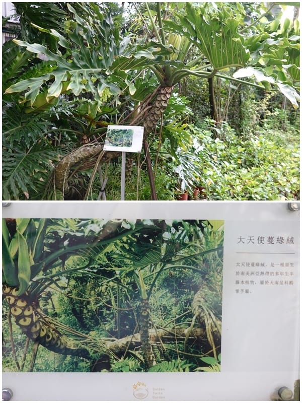 大天使蔓綠絨-金雙甡花卉農場.jpg