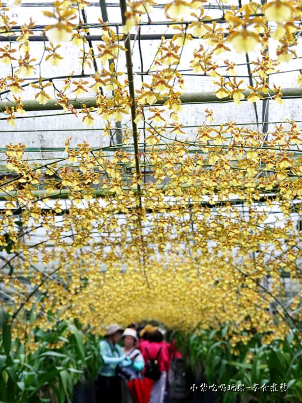 文心蘭黃金隧道-金雙甡花卉農場 (1).jpg
