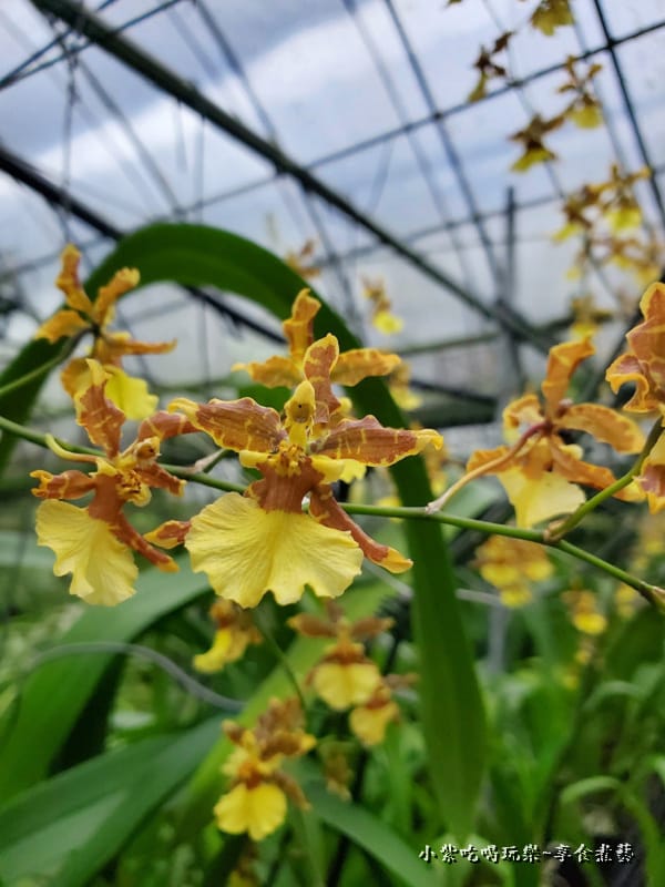 小區-文心蘭蕨類拍照區-金雙甡花卉農場 (3).jpg