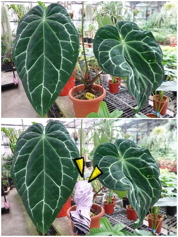 冰晶火燭-金雙甡花卉農場.jpg