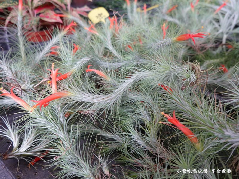 空氣鳳梨開花-金雙甡花卉農場.jpg