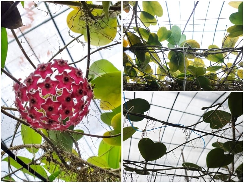 心葉毯蘭-金雙甡花卉農場.jpg