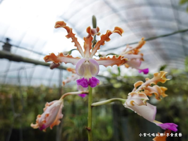 蘭花-金雙甡花卉農場.jpg