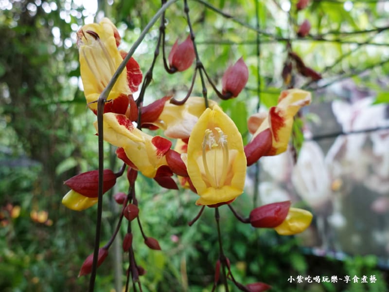 跳舞女郎-金雙甡花卉農場 (2).jpg