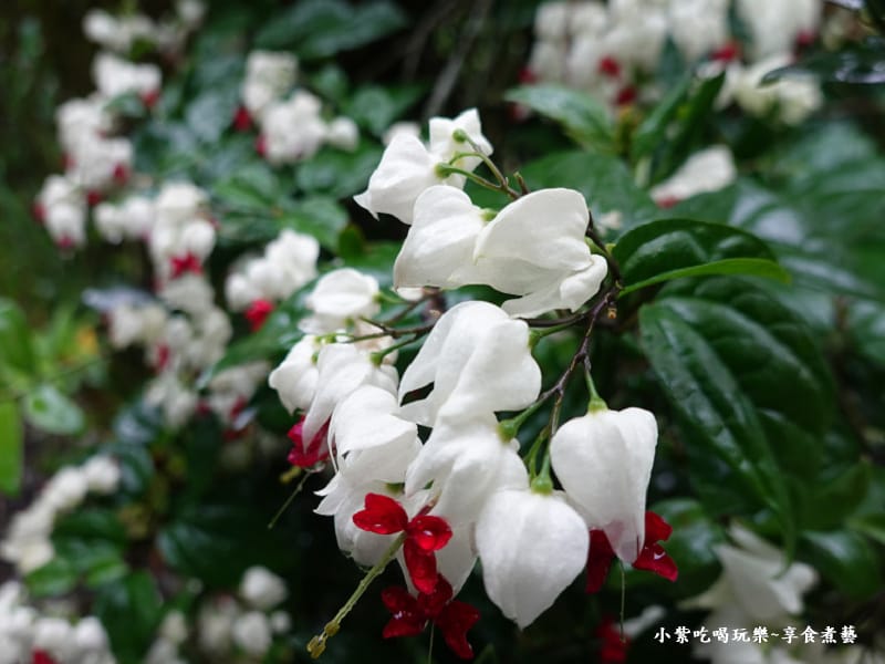 花卉 -金雙甡花卉農場.jpg