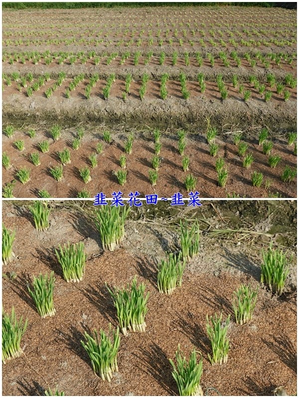 收割完長出的新韭菜-2025大溪韭菜花節.jpg 收割完長出的新韭菜-2025大溪韭菜花節.jpg