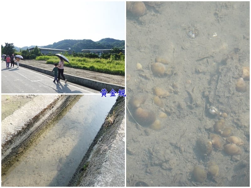 俊晨鍛造往上一點點溝渠黃金蜆-2025大溪韭菜花節.jpg 俊晨鍛造往上一點點溝渠黃金蜆-2025大溪韭菜花節.jpg