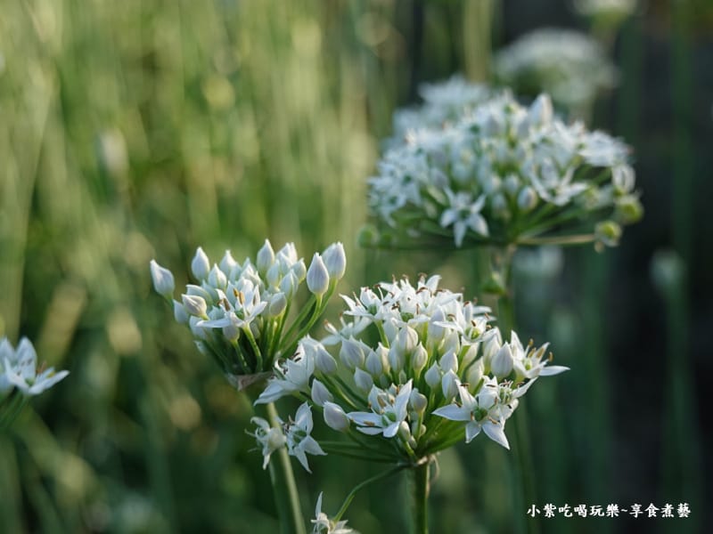 第一站-大溪五線譜-2025大溪韭菜花節 (2).jpg 第一站-大溪五線譜-2025大溪韭菜花節 (2).jpg