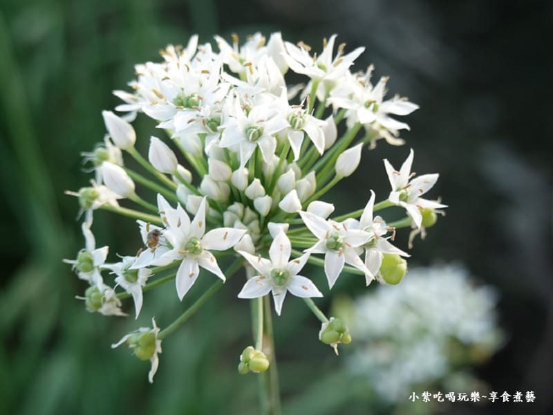 第一站-大溪五線譜-2025大溪韭菜花節 (6).jpg 第一站-大溪五線譜-2025大溪韭菜花節 (6).jpg