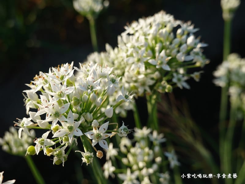 第5站鯉魚旗飛揚-2025大溪韭菜花節 (4).jpg 第5站鯉魚旗飛揚-2025大溪韭菜花節 (4).jpg