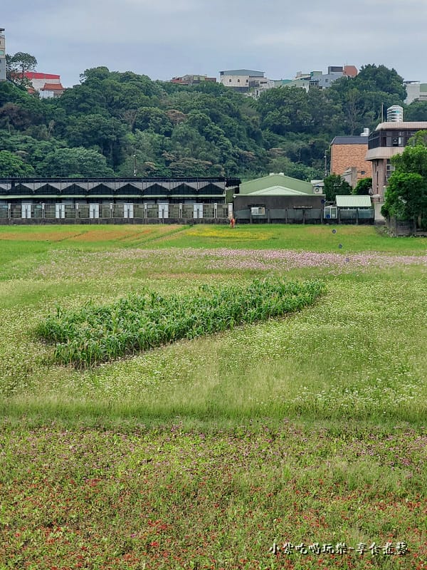 一帆風順台灣創意花田-2025桃園花彩節 (1).jpg