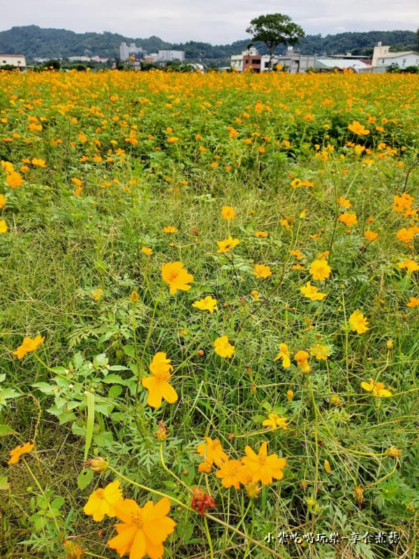 黃波期菊花海-2025桃園花彩節.jpg