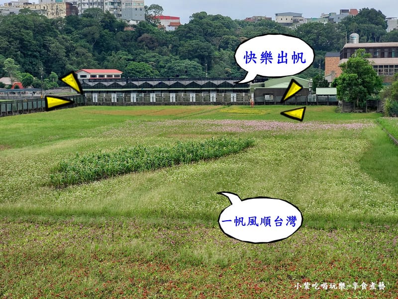 一帆風順台灣創意花田-2025桃園花彩節 (2).jpg