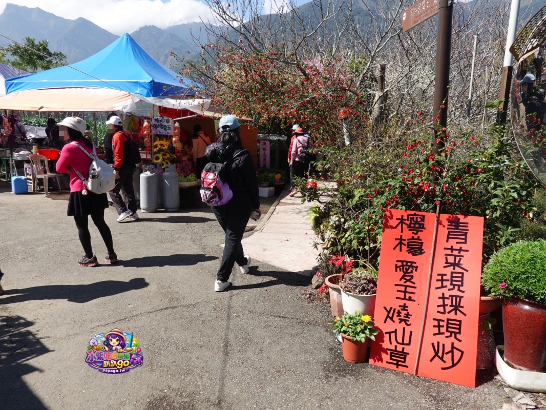 南投賞花景點美食/信義鄉草坪頭櫻花季【101葉家古厝】燈籠花隧道/茶園櫻花景觀步道/肉燥飯/15道現採現炒山區特色時蔬每盤100元(草坪頭美食推薦)