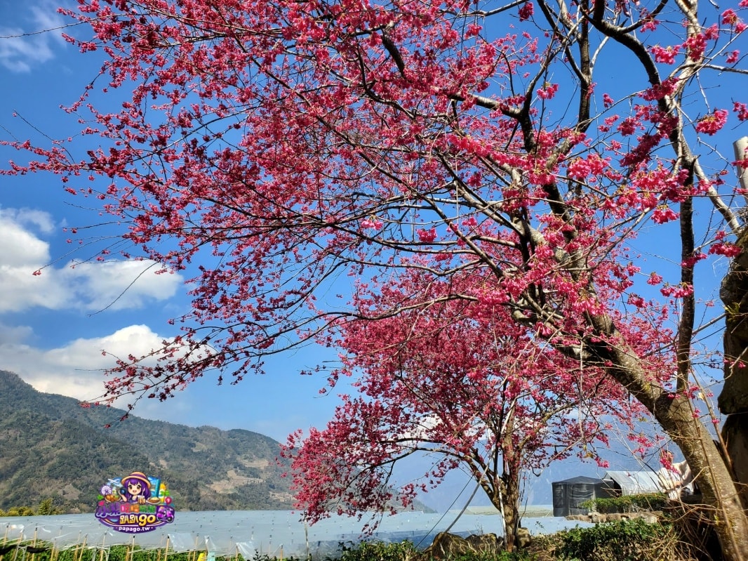 南投賞花景點美食/信義鄉草坪頭櫻花季【101葉家古厝】燈籠花隧道/茶園櫻花景觀步道/肉燥飯/15道現採現炒山區特色時蔬每盤100元(草坪頭美食推薦)