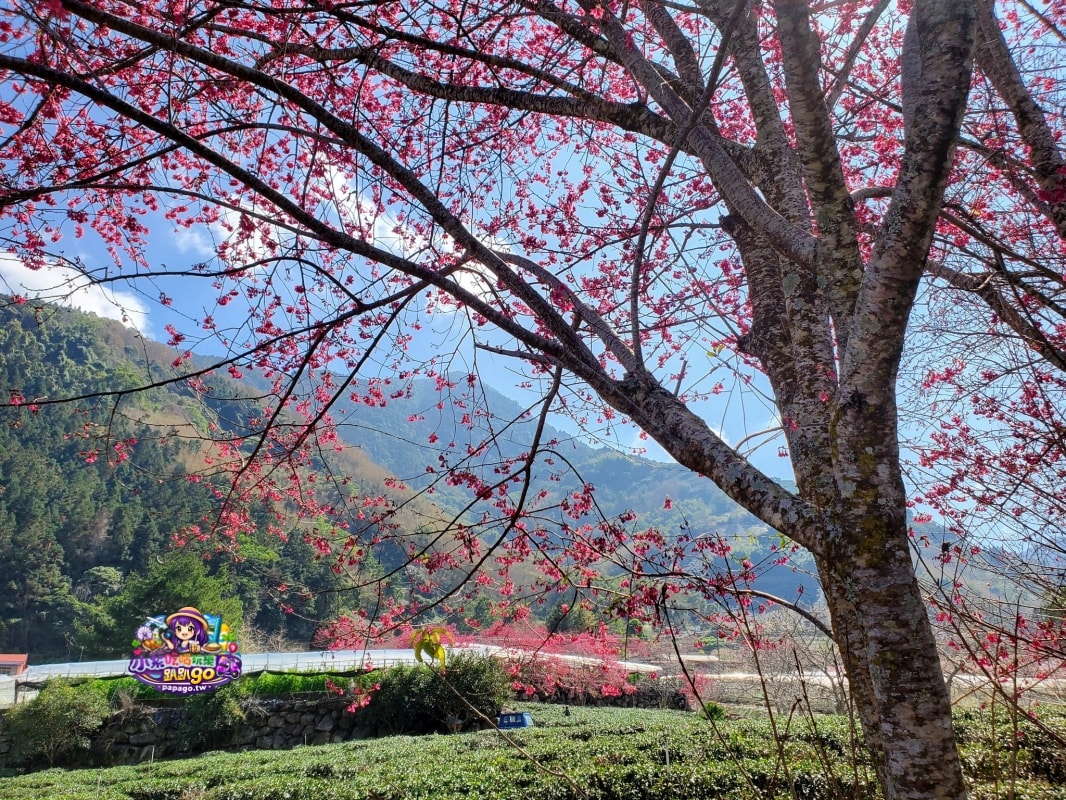 南投賞花景點美食/信義鄉草坪頭櫻花季【101葉家古厝】燈籠花隧道/茶園櫻花景觀步道/肉燥飯/15道現採現炒山區特色時蔬每盤100元(草坪頭美食推薦)