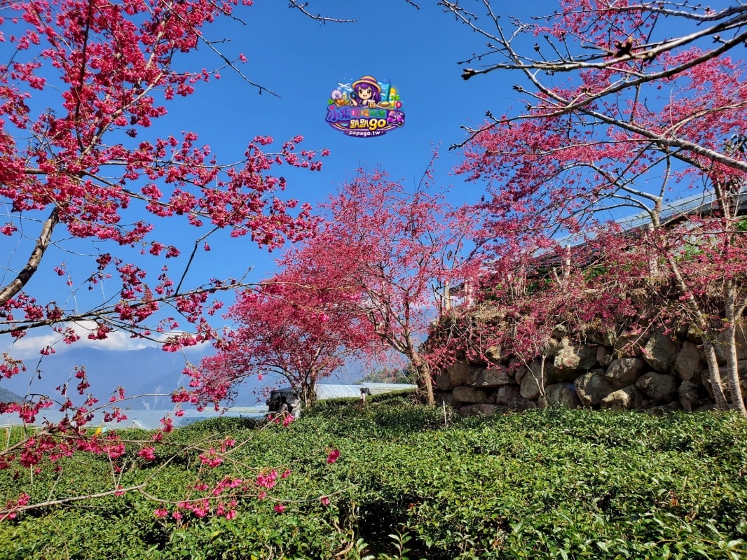 南投賞花景點美食/信義鄉草坪頭櫻花季【101葉家古厝】燈籠花隧道/茶園櫻花景觀步道/肉燥飯/15道現採現炒山區特色時蔬每盤100元(草坪頭美食推薦)