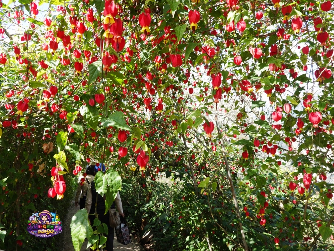 南投賞花景點美食/信義鄉草坪頭櫻花季【101葉家古厝】燈籠花隧道/茶園櫻花景觀步道/肉燥飯/15道現採現炒山區特色時蔬每盤100元(草坪頭美食推薦)