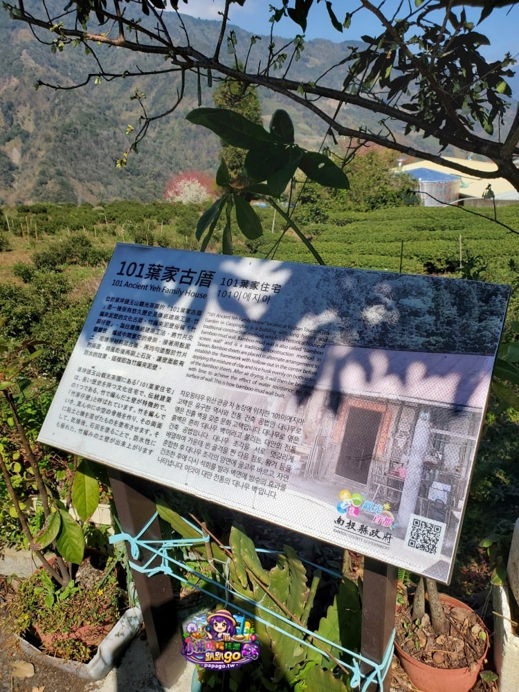 南投賞花景點美食/信義鄉草坪頭櫻花季【101葉家古厝】燈籠花隧道/茶園櫻花景觀步道/肉燥飯/15道現採現炒山區特色時蔬每盤100元(草坪頭美食推薦)