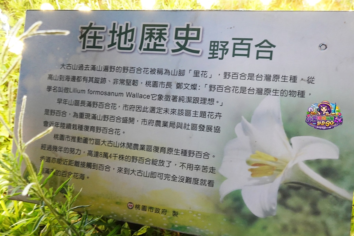 桃園寵物友善免費親子景點【2026蘆竹炫YA農遊季】16區(田園樂~光之丘)主題燈飾/大古山登山步道/看飛機賞夜景(免費停車場/週邊景觀咖啡廳資訊)