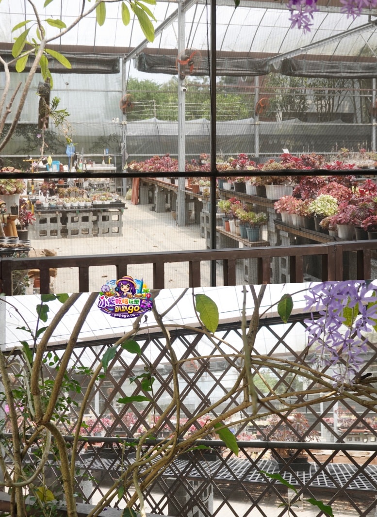桃園免費賞花景點/季節限定【大溪錫葉藤花瀑】貓打番幸福多肉花園/北橫遊客中心/永興宮旁美麗夢幻漸層許願藤(紫花瀑布)搭公車即可抵達(遊記內有汽、機車停車場資訊)