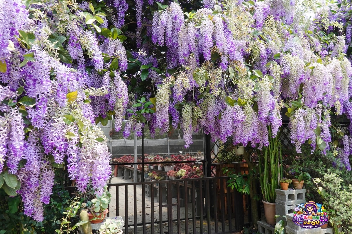 桃園免費賞花景點/季節限定【大溪錫葉藤花瀑】貓打番幸福多肉花園/北橫遊客中心/永興宮旁美麗夢幻漸層許願藤(紫花瀑布)搭公車即可抵達(遊記內有汽、機車停車場資訊)