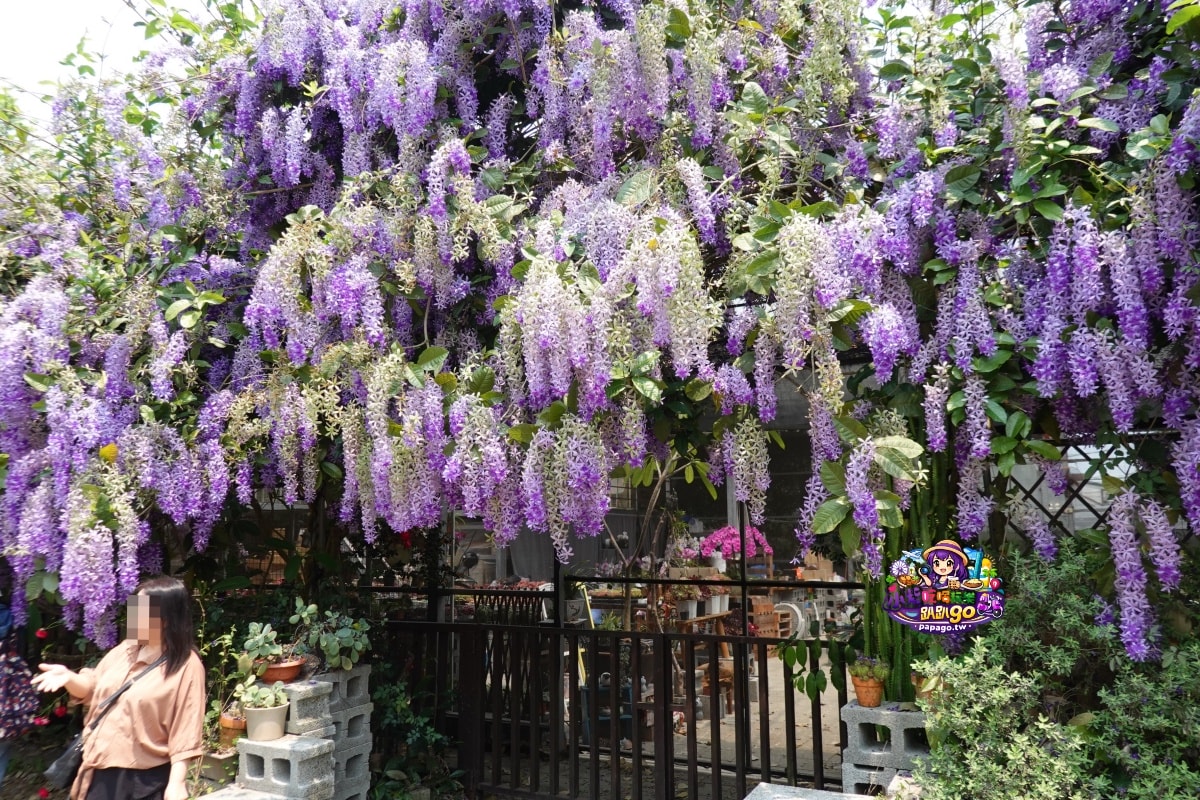 桃園免費賞花景點/季節限定【大溪錫葉藤花瀑】貓打番幸福多肉花園/北橫遊客中心/永興宮旁美麗夢幻漸層許願藤(紫花瀑布)搭公車即可抵達(遊記內有汽、機車停車場資訊)