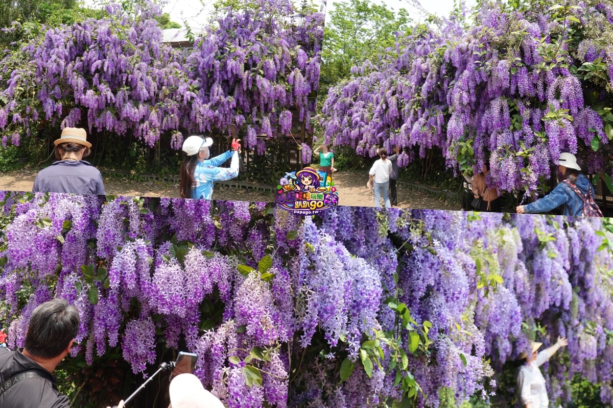 桃園免費賞花景點/季節限定【大溪錫葉藤花瀑】貓打番幸福多肉花園/北橫遊客中心/永興宮旁美麗夢幻漸層許願藤(紫花瀑布)搭公車即可抵達(遊記內有汽、機車停車場資訊)