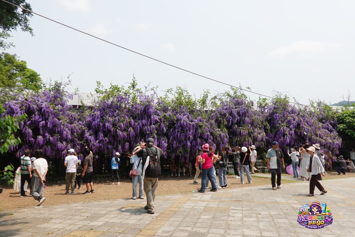 桃園免費賞花景點/季節限定【大溪錫葉藤花瀑】貓打番幸福多肉花園/北橫遊客中心/永興宮旁美麗夢幻漸層許願藤(紫花瀑布)搭公車即可抵達(遊記內有汽、機車停車場資訊)