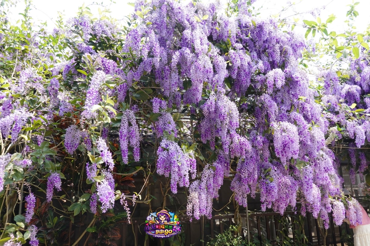 桃園免費賞花景點/季節限定【大溪錫葉藤花瀑】貓打番幸福多肉花園/北橫遊客中心/永興宮旁美麗夢幻漸層許願藤(紫花瀑布)搭公車即可抵達(遊記內有汽、機車停車場資訊)