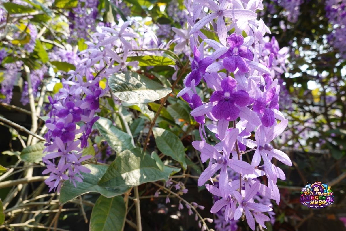 桃園免費賞花景點/季節限定【大溪錫葉藤花瀑】貓打番幸福多肉花園/北橫遊客中心/永興宮旁美麗夢幻漸層許願藤(紫花瀑布)搭公車即可抵達(遊記內有汽、機車停車場資訊)