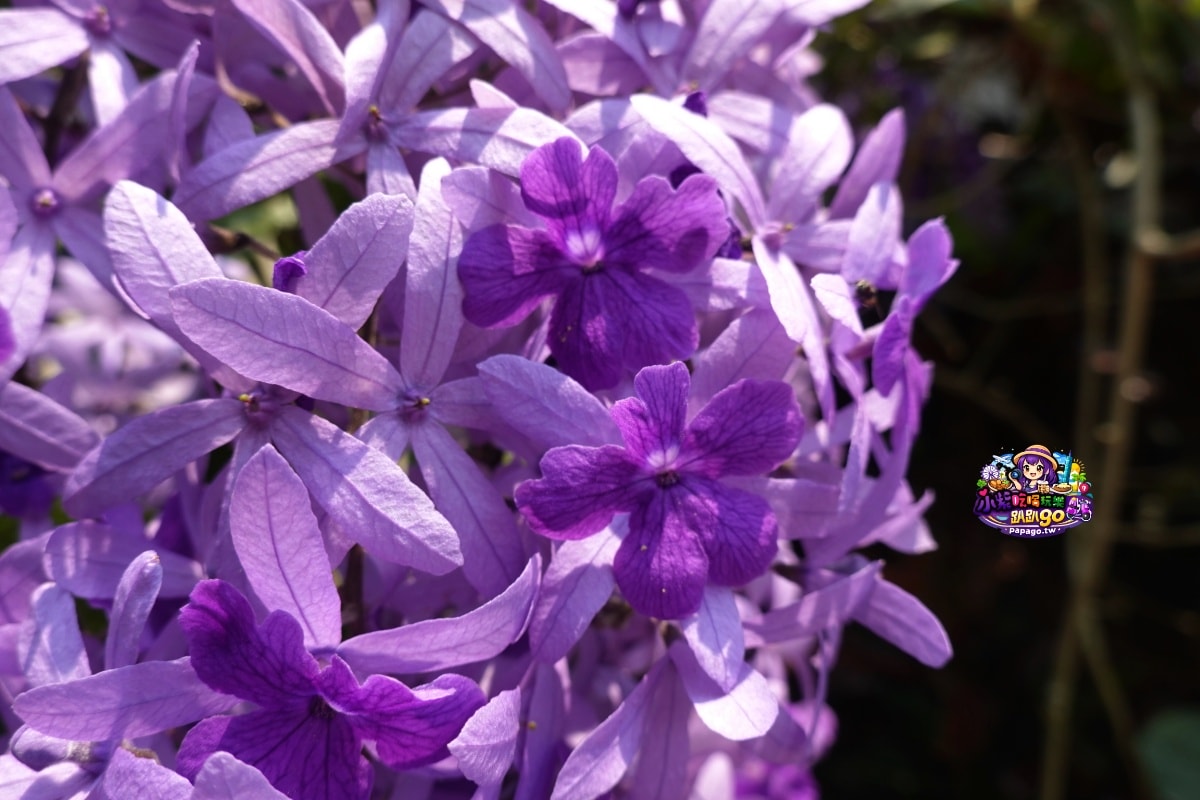 桃園免費賞花景點/季節限定【大溪錫葉藤花瀑】貓打番幸福多肉花園/北橫遊客中心/永興宮旁美麗夢幻漸層許願藤(紫花瀑布)搭公車即可抵達(遊記內有汽、機車停車場資訊)